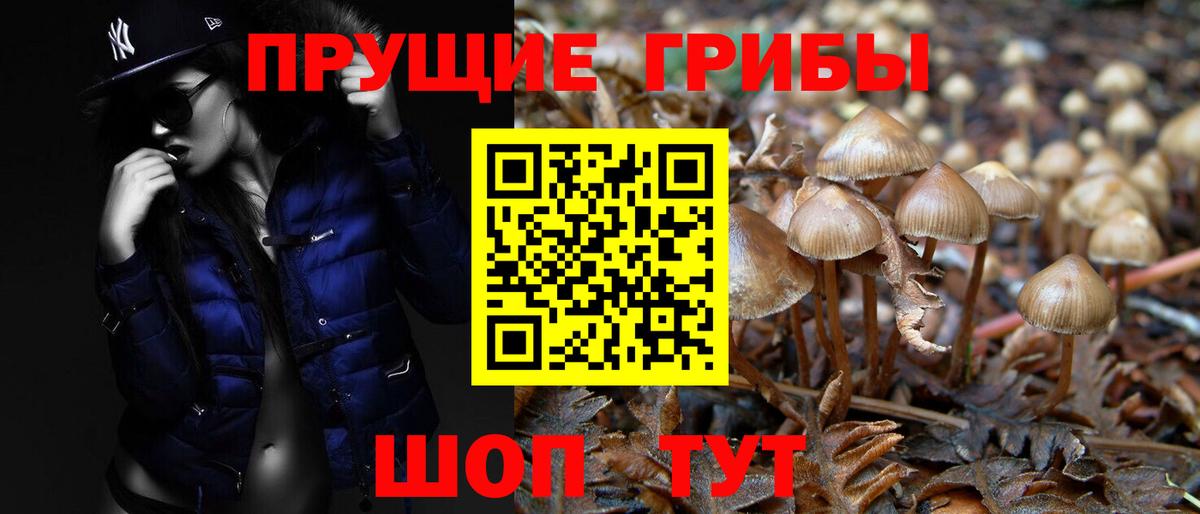Псилоцибиновые грибы Psilocybe  Вход с VPN  Городец 